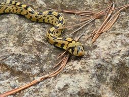 yellow snake in the forest