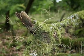 Moss on a tree in autumnal forest close-up on blurred background