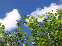 top of a green bush on a background of clouds