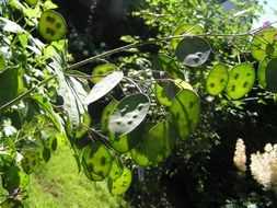 seeds in green leaves closeup