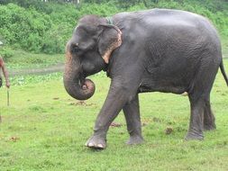 an elephant walks on green grass