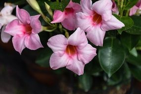 Pink flowers blooms garden