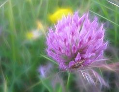 art flower wild