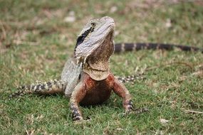 bearded dragon on green grass