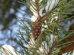 Pine cones on the tree in winter
