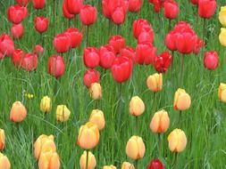 Meadow of the yellow and red tulips