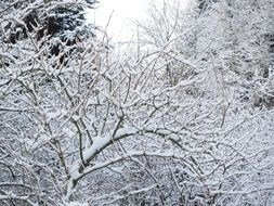 winter snow fairy tale in the forest