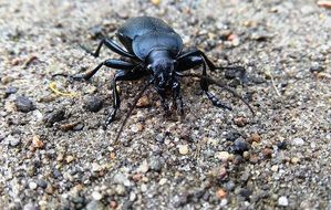 Close up photo of Black insect