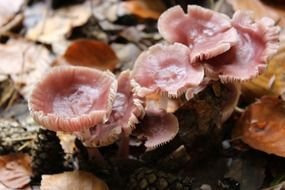 pink mushrooms on dry foliage close-up