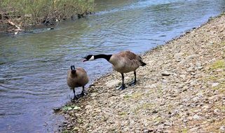 geese by the river