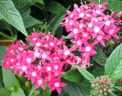 extraordinarily beautiful pink pentas