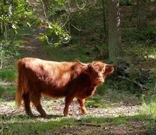 scottish cattle in the forest