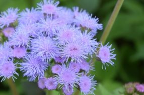 Macro picture of purple mist flowers