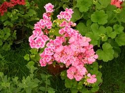 pink geranium blooms in the garden