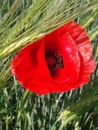 klatschmohn red flower