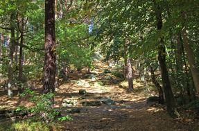 palatinate forest in Germany