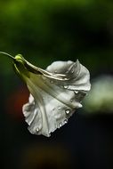flower in the form of a bell in nature