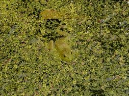green frog swims among green algae