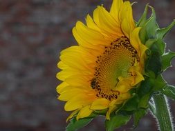 sunflower at blur background