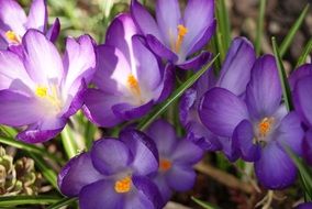 purple crocuses in the meadow