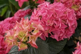 ball hydrangea flower