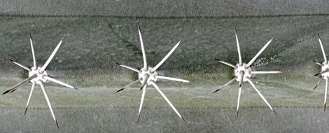 spikes of cactus close up