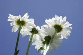 Closeup Picture of white daisies flowers