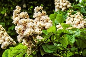 flowering of a chestnuts like candles