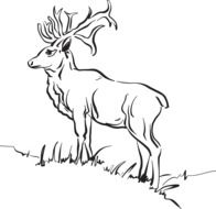 beautiful deer drawing