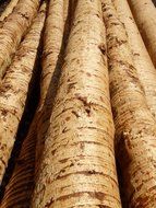 a lot of bare tree trunks