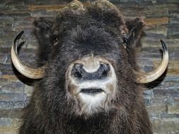 bison head closeup