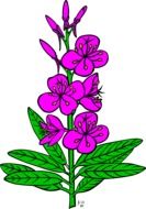 Drawing of purple flowers