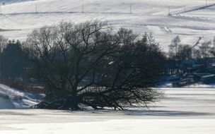 tree on the field in winter