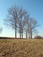 trees in early spring