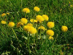 closeup photo of yellow dandelions on a green meadow