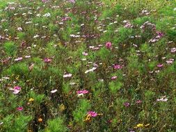meadow with flowers