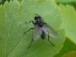 big fly on green leaf close up