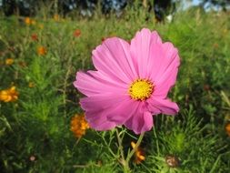 purple flower on a summer meadow