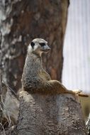 sweet meerkat sitting on the stump