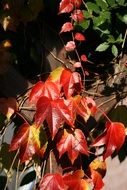 climbing plants with red leaves