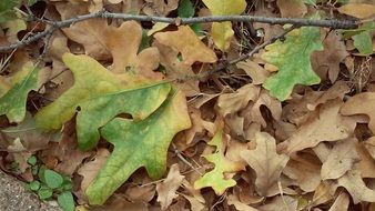 autumn leaf in October