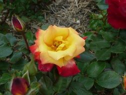 extraordinarily beautiful yellow red rose