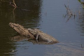 alligator on the log