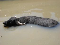 black buffalo with horns in the water