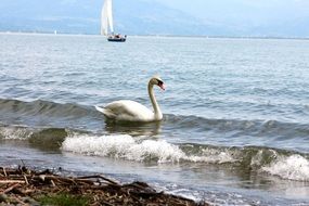 landscape of extraordinarily beautiful swan on lake