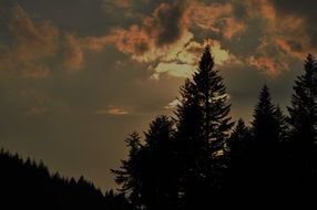 orange sunset over the silhouettes of fir