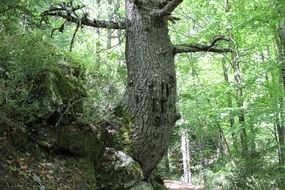old tree in the forest