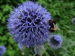 bee on the blue globose flower