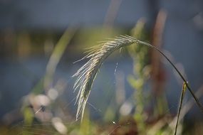 Macro photo of rye