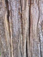 Bark of the wood